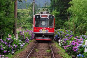 紫陽花電車 紫陽花電車
