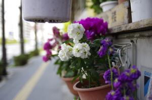 絞り優先(Hyp)F2.0 +0.3 1/400 ISO100 絞り優先(Hyp)F2.0 +0.3 1/400 ISO100
