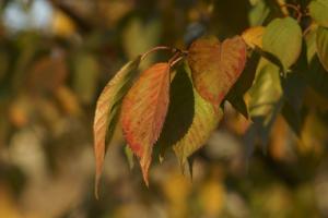 CONTAX Sonner T*180mm F2.8 MMG CONTAX Sonner T*180mm F2.8 MMG
