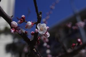 AE F2.8 S1/3200 +0.3 ISO100 SPOT AE F2.8 S1/3200 +0.3 ISO100 SPOT