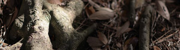 Nikon D300S