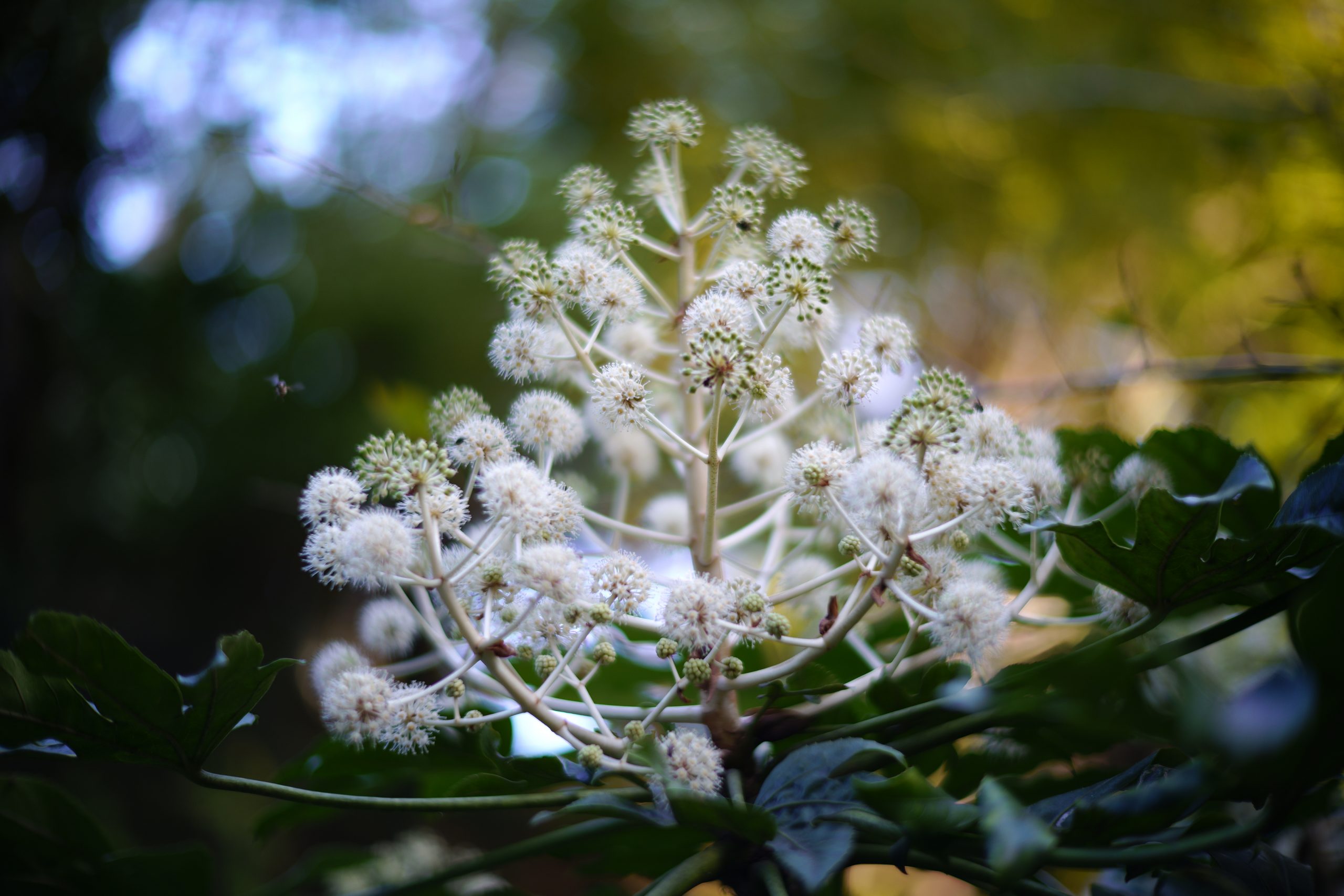 『SIGMA fp』で撮る 憧れの『Leica Noctilux M50mm F1.2 ASPH.』