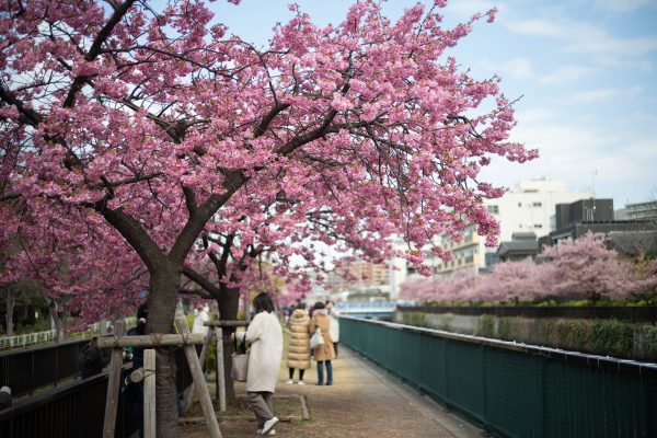 Nikon Zf』で撮る『Leica ズミクロン M50mm F2.0 レンズフード組込 